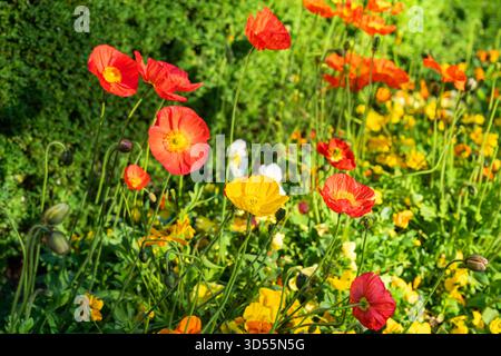 Rote und gelbe Mohnblumen blühen im Garten Stockfoto