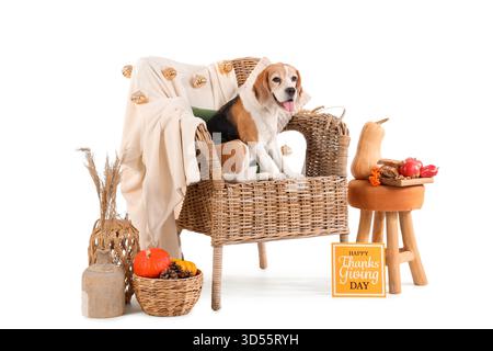 Niedlicher Beagle-Hund sitzt auf Korbsessel mit Kürbissen und Grußkarte für Thanksgiving Day vor weißem Hintergrund Stockfoto