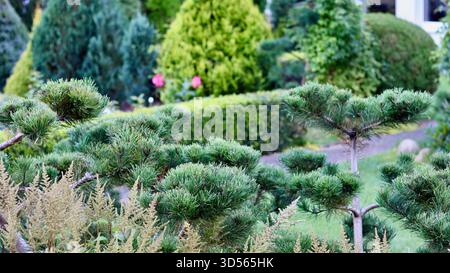 Eine kreative Gartenlandschaft mit Kiefern im Niwaki-Stil und dekorativen Federpflanzen im Vordergrund mit verschiedenen Schichten Stockfoto