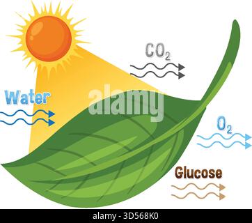 Vektorillustration der Photosynthese zeigt Sonnenlicht, Blatt, Wasser, Kohlendioxid, Sauerstoff, und Glucose Stock Vektor