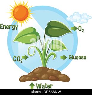 Vektorillustration der Photosynthese zeigt Pflanze, Sonnenlicht, Wasser, Kohlendioxid, Glucose, und Sauerstoff Stock Vektor