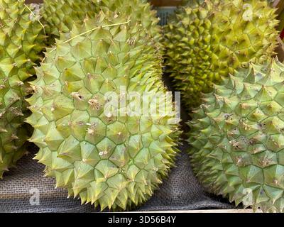 Hochwertige Durianfrüchte Stockfoto