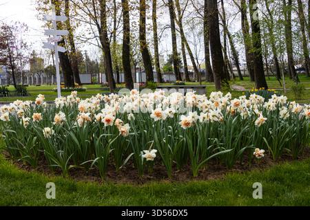 Wunderschöne Narzissen, die im Park gepflanzt wurden Stockfoto