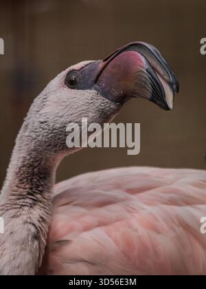 Die leuchtenden Farben und eleganten Linien des Flamingos in den Anden sind äußerst attraktiv. Sie in ihrer eigenen Umgebung zu sehen, wäre ein seltenes Vergnügen. Stockfoto