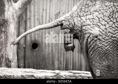Nahaufnahme eines Elefanten (Loxodonta africana) von hinten, aufgenommen in einem Zoo, während er natürliches Verhalten zeigt. Das Bild hebt das Tier hervor Stockfoto