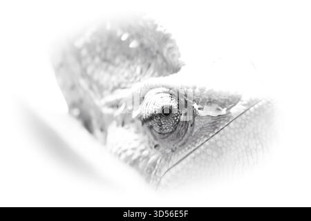 Makronaht eines Chamäleonauges (Chamaeleonidae). Die feinen Skalen, die strukturierte Haut und das unverwechselbare, sich unabhängig bewegende Auge werden scharf erfasst Stockfoto