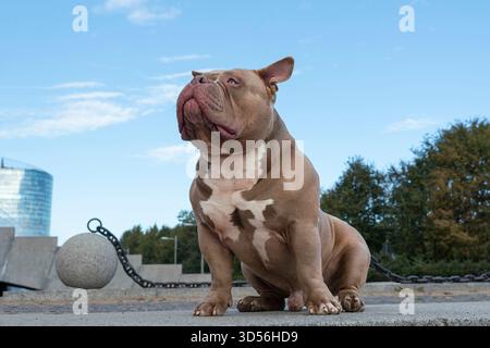 Ein amerikanischer Tyrann in hellbrauner Beige, ein Hund auf einem Spaziergang, eine Bulldogge, die auf einem Weg im Park sitzt Stockfoto