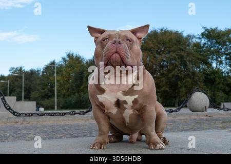 Ein amerikanischer Tyrann in hellbrauner Beige, ein Hund auf einem Spaziergang, eine Bulldogge, die auf einem Weg im Park sitzt Stockfoto
