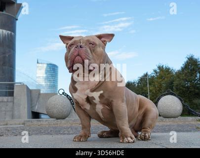 Ein amerikanischer Tyrann in hellbrauner Beige, ein Hund auf einem Spaziergang, eine Bulldogge, die auf einem Weg im Park sitzt Stockfoto