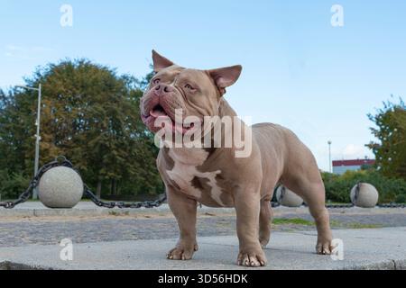 Ein amerikanischer Tyrann von hellbrauner beiger Farbe, ein Hund auf einem Spaziergang, ein Bulldog steht auf einem Weg im Park mit der Zunge heraus Stockfoto