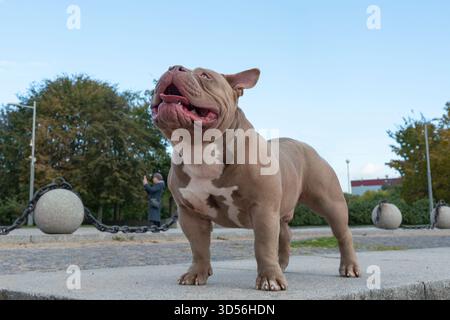Ein amerikanischer Tyrann von hellbrauner beiger Farbe, ein Hund auf einem Spaziergang, ein Bulldog steht auf einem Weg im Park mit der Zunge heraus Stockfoto