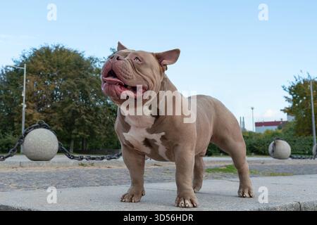 Ein amerikanischer Tyrann von hellbrauner beiger Farbe, ein Hund auf einem Spaziergang, ein Bulldog steht auf einem Weg im Park mit der Zunge heraus Stockfoto