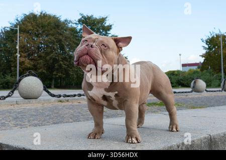 Ein amerikanischer Tyrann von hellbrauner beiger Farbe, ein Hund auf einem Spaziergang, eine Bulldogge, die auf einem Weg im Park steht Stockfoto