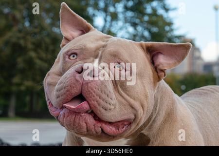 Ein amerikanischer Tyrann, hellbraunes Beige, Porträt eines Hundes mit der Zunge, Nahaufnahme des Mauls Stockfoto