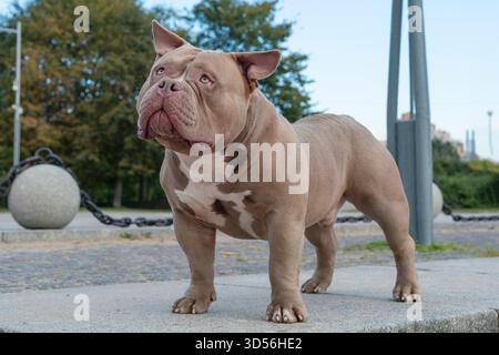 Ein amerikanischer Tyrann von hellbrauner beiger Farbe, ein Hund auf einem Spaziergang, eine Bulldogge, die auf einem Weg im Park steht Stockfoto