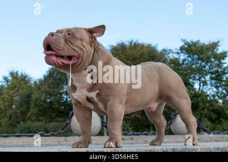 Amerikanischer Tyrann in hellbrauner Beige, ein Hund auf einem Spaziergang, ein Bulldog steht mit der Zunge heraus und saliviert Stockfoto