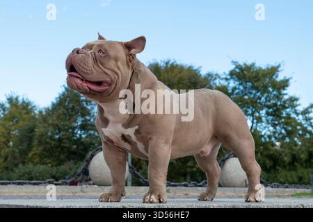 Ein amerikanischer Tyrann von hellbrauner beiger Farbe, ein Hund auf einem Spaziergang, ein Bulldog steht auf einem Weg im Park mit der Zunge heraus Stockfoto