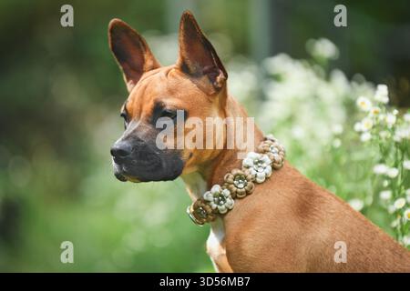 Brauner Hund mit Blumenkragen auf der Wiese Stockfoto