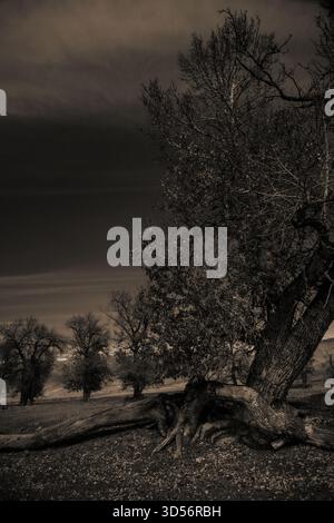 Sepia-Landschaft mit alten Baumwurzeln und verdrehtem Stamm. Blattlose Äste erreichen den Himmel, während weit entfernte Bäume in die Abenddämmerung versinken und eine ruhige, einsame Stimmung auf dem ruhigen Feld erzeugen Stockfoto