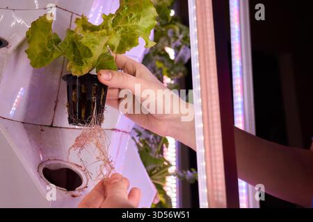 Anbau von Hydroponischen Salaten unter Verwendung von fortschrittlicher Technologie für verbesserte Kultivierung Stockfoto