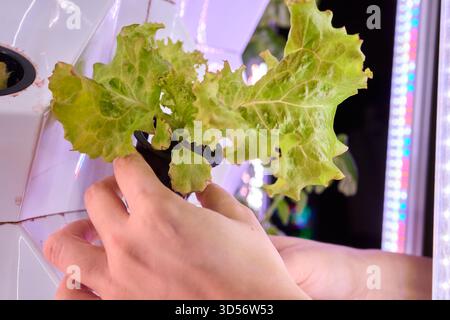 Anbau von Hydroponischen Salaten unter Verwendung von fortschrittlicher Technologie für verbesserte Kultivierung Stockfoto