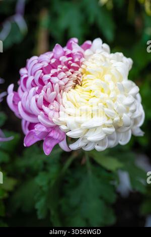 Seltene zweifarbige, lebendige Chrysanthemen in Blüte im Garten Stockfoto
