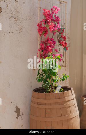 Üppig rosa Bougainvillea in einem Terrakotta-Topf vor einer rustikalen Tür: Klassische mediterrane Terrasse Stockfoto
