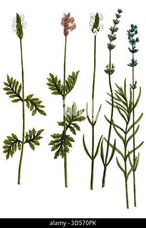 Botanik, Pflanzen, Variationen des Lavendel, a. Lavendula latifolia, B. Lavendula flore albo, c. Lavendula angustifolia, d. Lavendula Folio disecto, e Stockfoto
