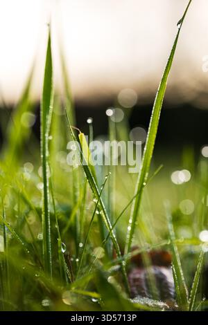 Grüne Grashalme, bedeckt mit Herbstgetropfen. Nahaufnahme, Makroaufnahme, Boden, keine Leute Stockfoto