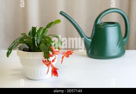 Orange weihnachtskaktus (schlumbergera) Zimmerpflanze in weißem Topf auf dem Tisch, lebendige Blume und gesunde grüne Blätter, Haushaltspflege, Indoor Gardening, Wateri Stockfoto