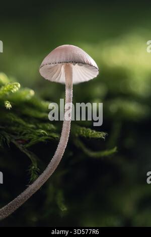 Makro von Pilzen, die im Wald wachsen, Mycena, saprotrophische Pilze Stockfoto
