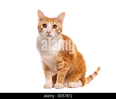 Studio-Aufnahme einer schönen Ingwerkatze, die auf weißem Hintergrund sitzt Stockfoto