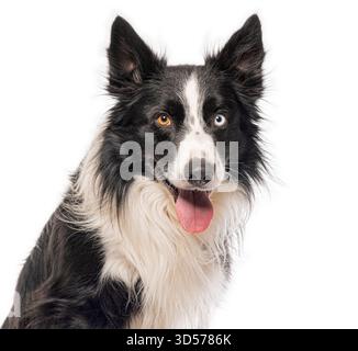 Border Collie Hund hecht und zeigt seine Heterochromie, isoliert auf weißem Hintergrund Stockfoto
