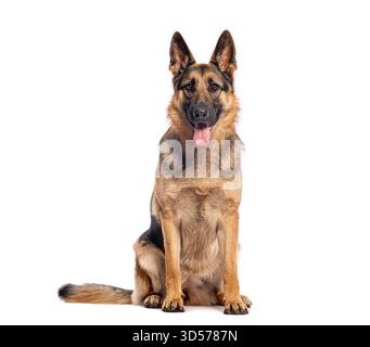Studio-Aufnahme eines schönen deutschen Schäferhundes, der auf weißem Hintergrund sitzt und die Zunge herausragt Stockfoto