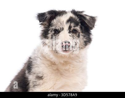 Niedlicher Border Collie Welpe, drei Monate alt, sitzt und blickt auf weißem Hintergrund nach vorne Stockfoto
