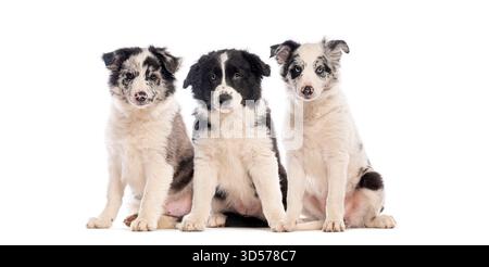 Drei niedliche Border Collie Welpen, drei Monate alt, sitzen zusammen vor einem weißen Hintergrund und schaffen eine charmante und herzzerwärmende Szene Stockfoto