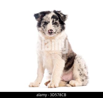 Niedlicher Border Collie Welpe, drei Monate alt, sitzt und blickt auf weißem Hintergrund nach vorne Stockfoto