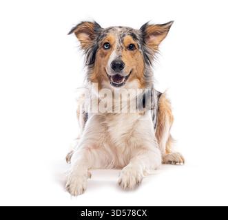 Studio-Aufnahme des wunderschönen merle-Border-Collies, der auf weißem Hintergrund liegt und keuchelt Stockfoto