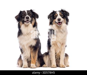 Zwei australische Schäferhunde sitzen und keuchen auf weißem Hintergrund, sehen glücklich und entspannt aus Stockfoto