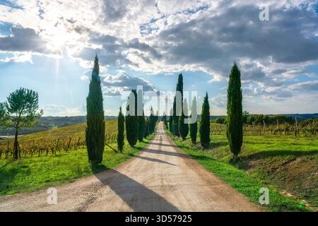 Von Zypressen flankierte Landstraße in der Region Chianti, Toskana. Die Fahrt liegt zwischen Weinbergen und Feldern in der Nähe von Sambuca, Barberino Tavarnelle Stockfoto