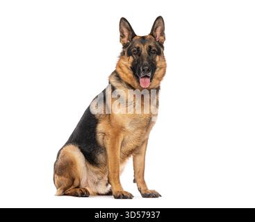 Deutscher Schäferhund sitzend und keuchend, isoliert auf weißem Hintergrund Stockfoto