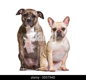 Amerikanischer staffordshire Terrier und französischer Bulldogge posieren zusammen auf weißem Hintergrund Stockfoto