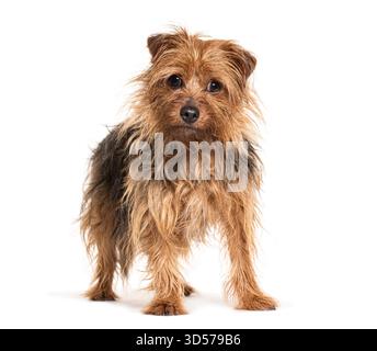Entzückender norfolk Terrier, der auf weißem Hintergrund steht und nach vorne blickt Stockfoto