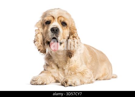 Buff amerikanischer Cocker Spaniel, der auf weißem Hintergrund keucht und ruht Stockfoto