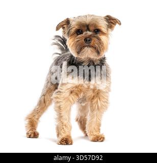 Gepflegter yorkshire Terrier auf weißem Hintergrund Stockfoto