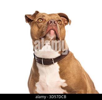 Studio-Aufnahme eines bezaubernden amerikanischen Pitbull-Terriers, der nach oben blickt, isoliert auf weißem Hintergrund Stockfoto