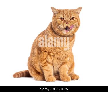 Ginger britische Kurzhaarkatze leckt sich die Nase, während sie auf weißem Hintergrund sitzt Stockfoto