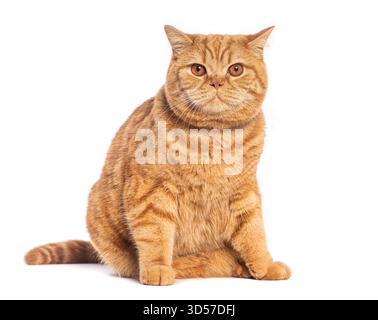 Britische Kurzhaarkatze sitzend und starrend auf weißem Hintergrund Stockfoto