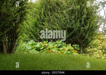 Orange Blumen Unter Grünen Gartensträuchern Stockfoto