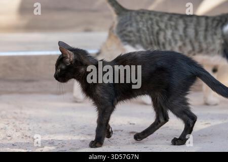 Katzen, die auf der Straße laufen. Schwarzes Kätzchen, das auf der Straße von Ouarzazate läuft, eine Tabbykatze im Hintergrund, die sich in die entgegengesetzte Richtung bewegt. Stockfoto